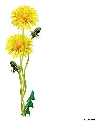 5 Hyper-Specific Agriculture Apps We Love