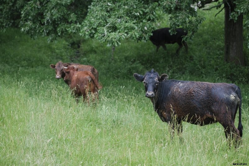 Meet Modern Farmer’s Guest Instagrammer: PepperHarrow Farm