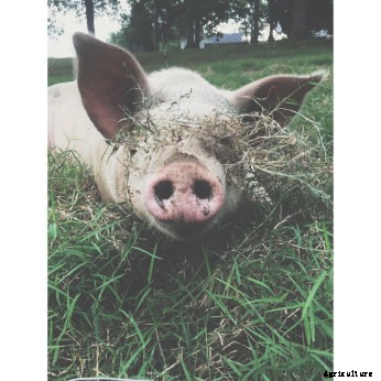 Meet Modern Farmer’s Guest Instagrammer: Blue Whistler Farm