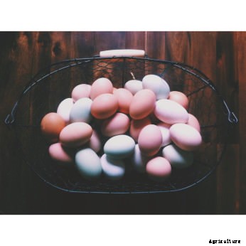 Meet Modern Farmer’s Guest Instagrammer: Blue Whistler Farm