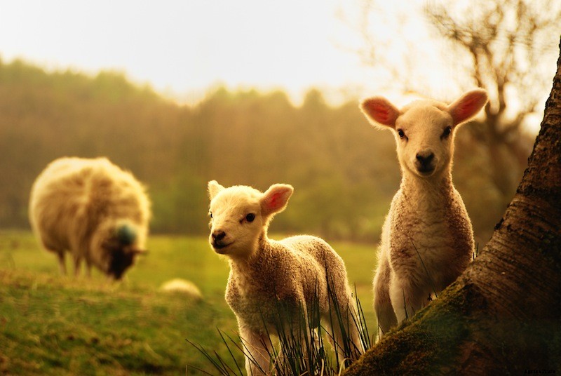 3 Futuristic Farm Bots (and 3 We’d Like to See)