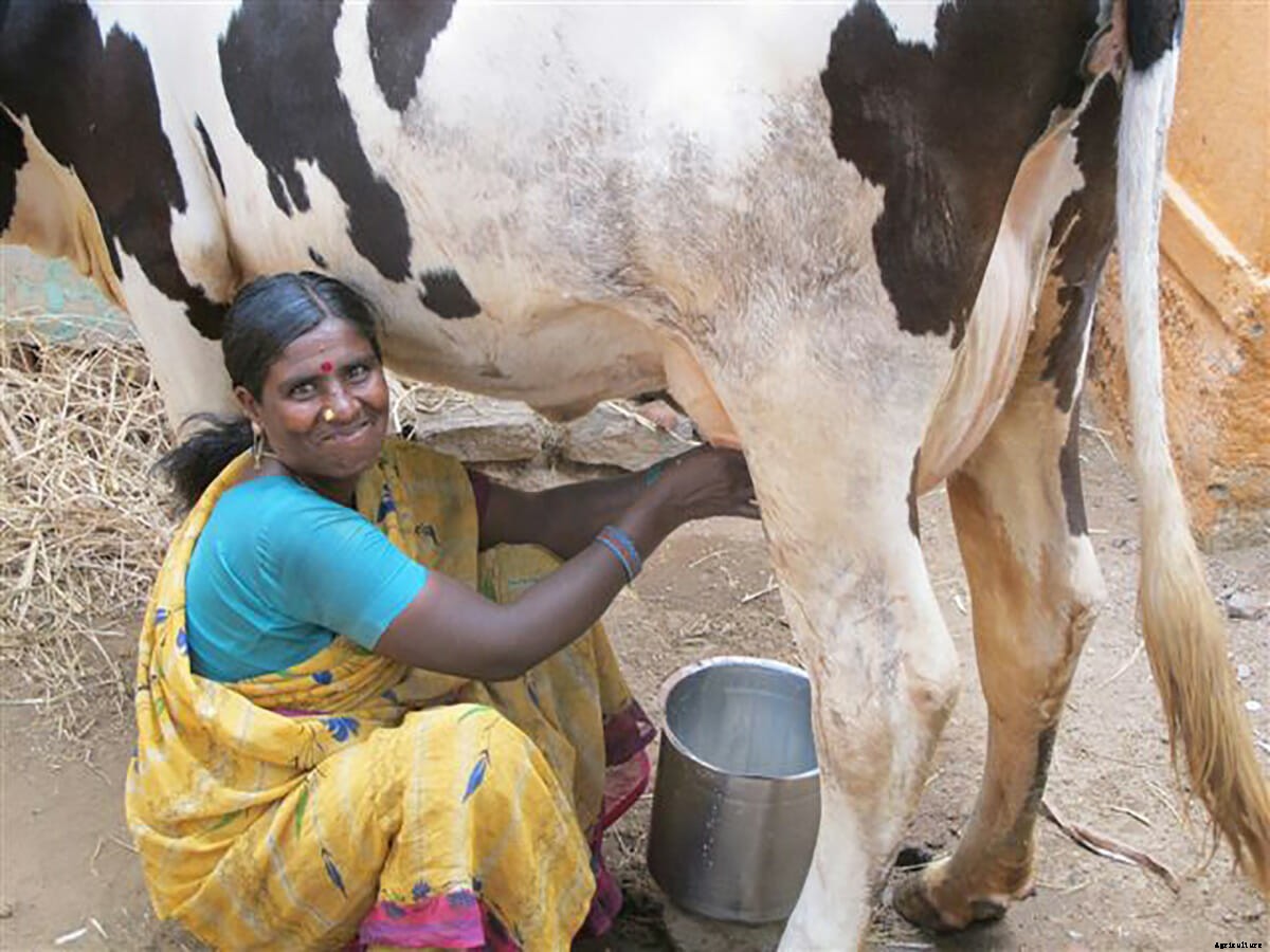 Chilling Milk Directly From the Cow for India’s Dairy Farmers