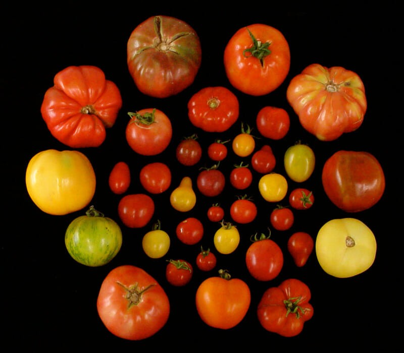 Building a Better Tomato Through the Sense of Smell