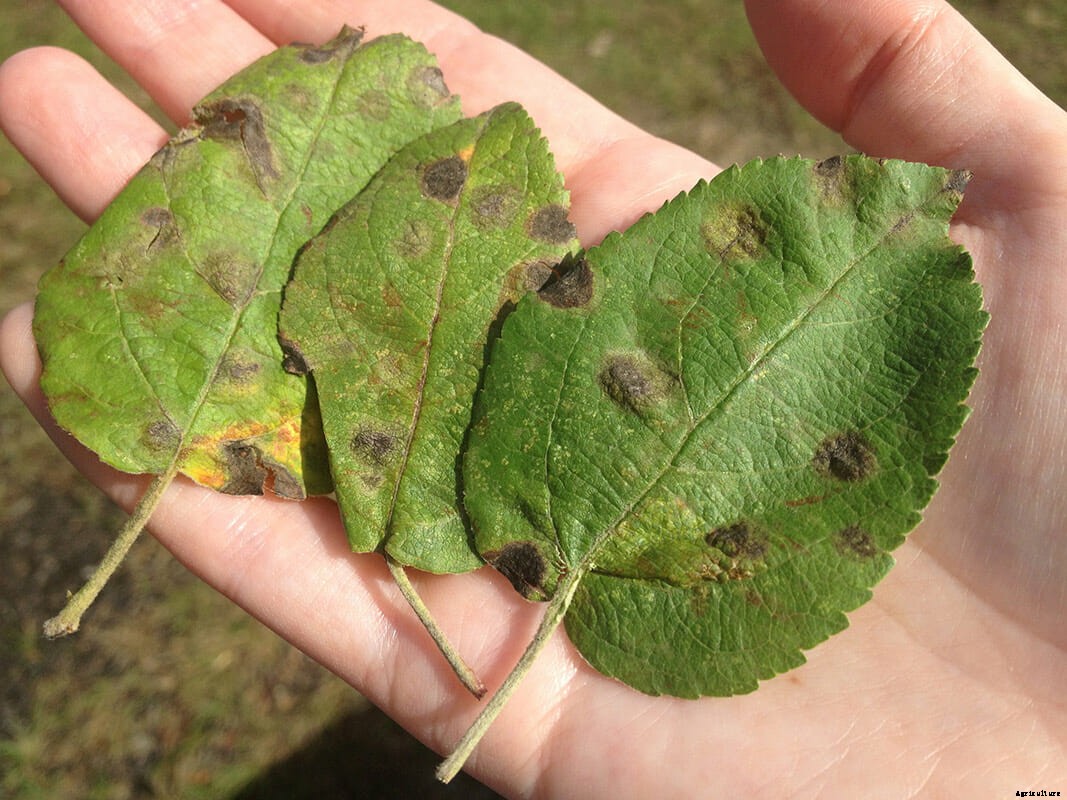 Using Drones in the Fight Against Apple Scab