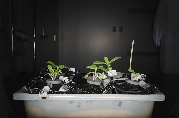 Space Farming: The Final Frontier