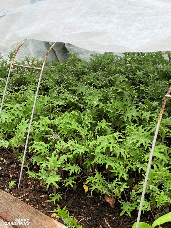 Growing Kale in Winter: How to plant, grow, and protect winter kale