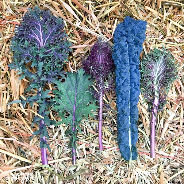 Growing Kale in Winter: How to plant, grow, and protect winter kale
