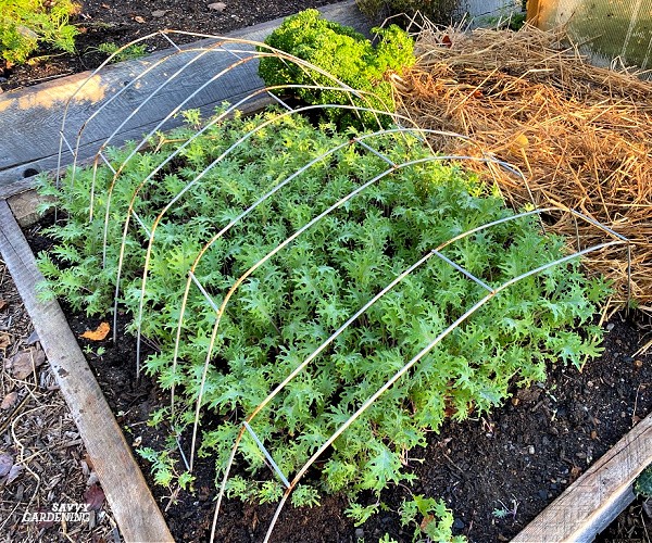 Growing Kale in Winter: How to plant, grow, and protect winter kale