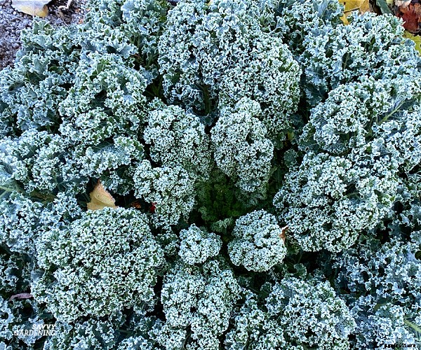 Growing Kale in Winter: How to plant, grow, and protect winter kale