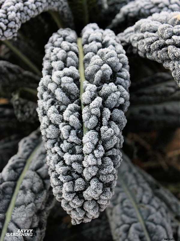 Growing Kale in Winter: How to plant, grow, and protect winter kale