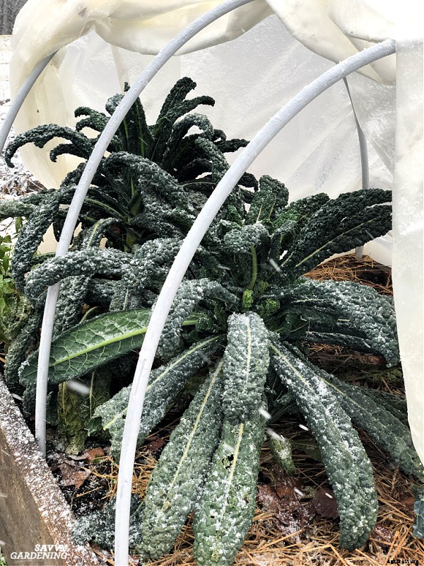 Growing Kale in Winter: How to plant, grow, and protect winter kale