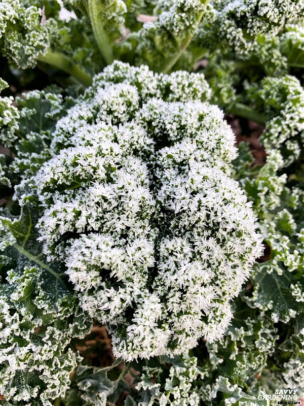 Growing Kale in Winter: How to plant, grow, and protect winter kale