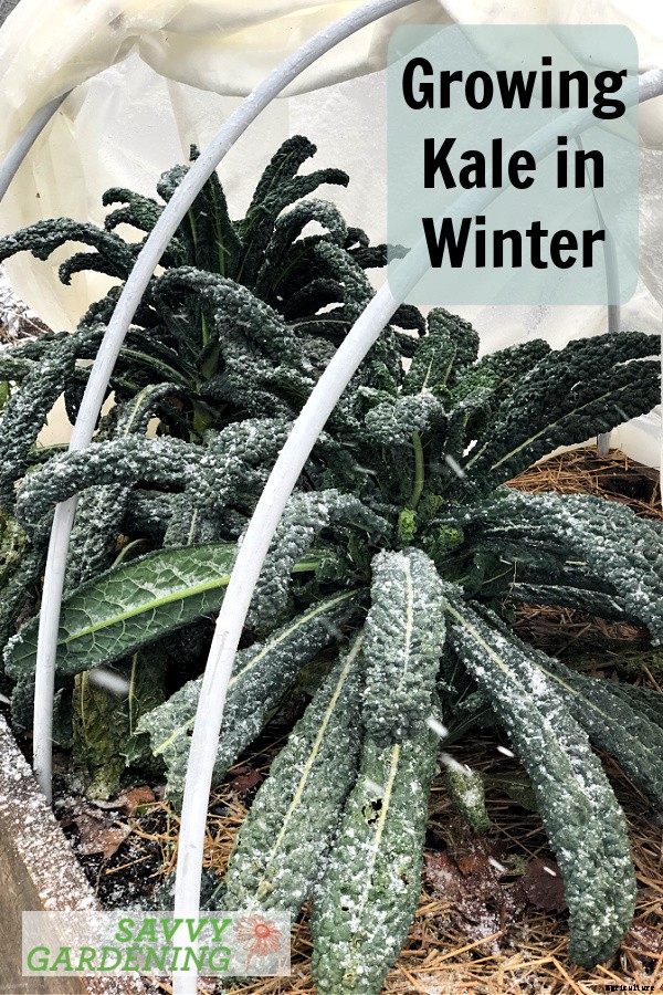 Growing Kale in Winter: How to plant, grow, and protect winter kale