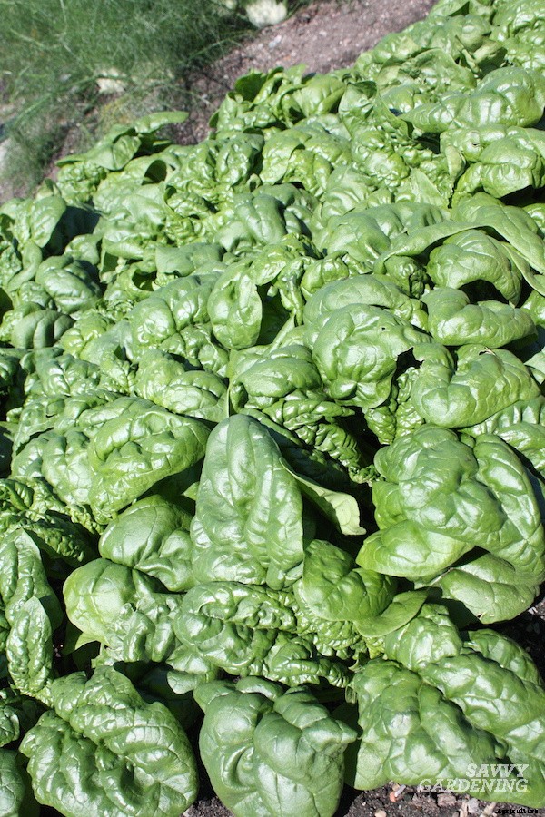 When to harvest spinach for maximum yields