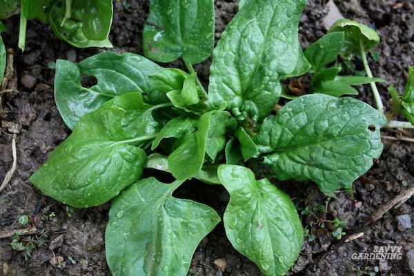 When to harvest spinach for maximum yields