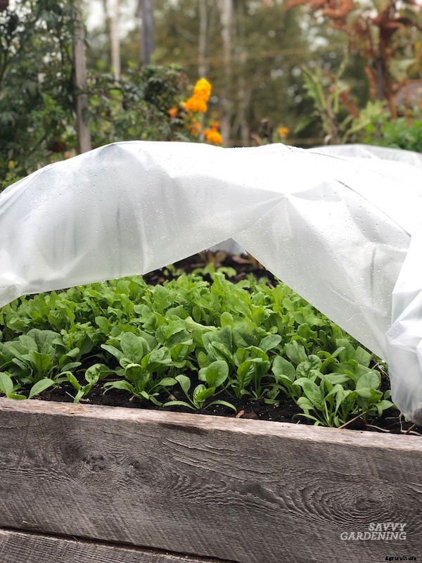 When to harvest spinach for maximum yields