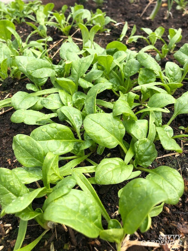 When to harvest spinach for maximum yields