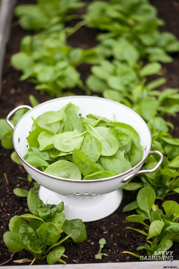 When to harvest spinach for maximum yields