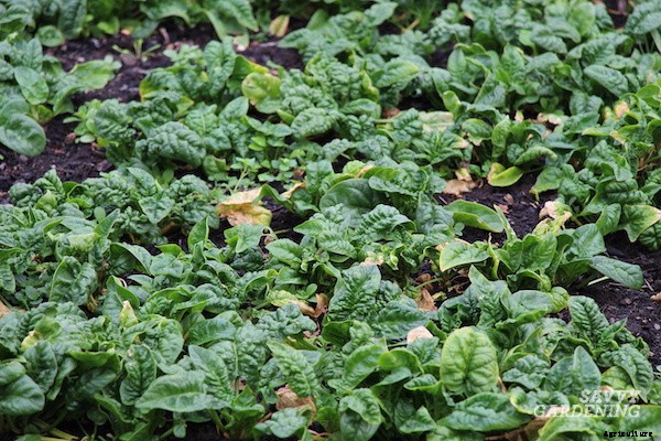 When to harvest spinach for maximum yields