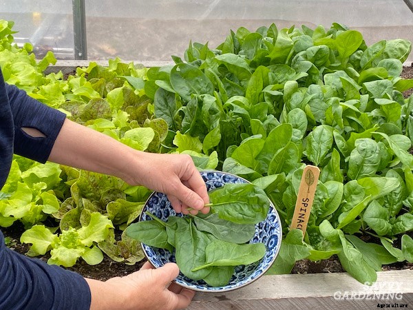 When to harvest spinach for maximum yields