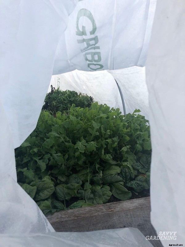 When to harvest spinach for maximum yields