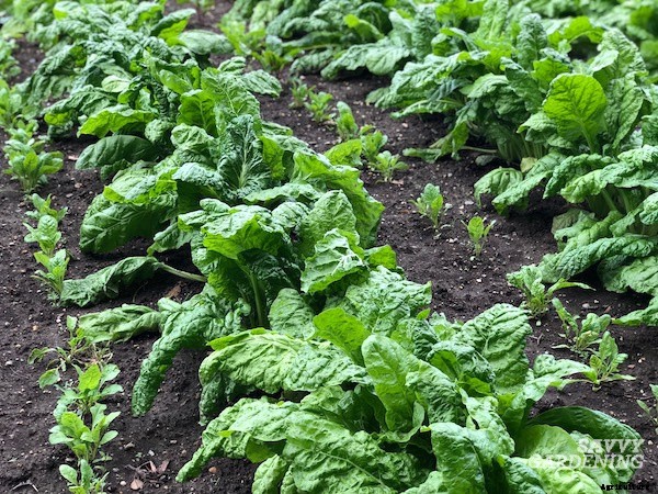 When to harvest spinach for maximum yields