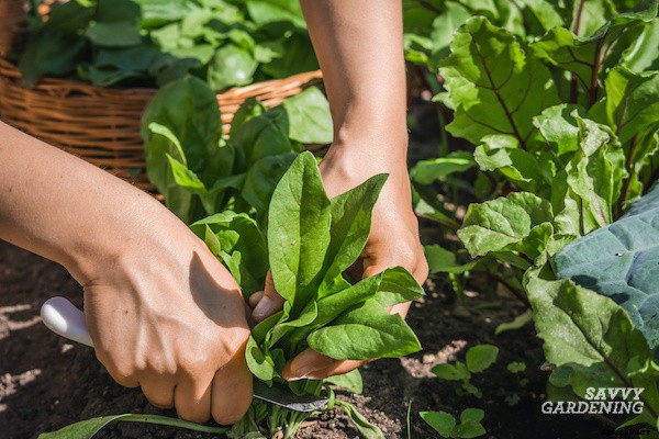 When to harvest spinach for maximum yields
