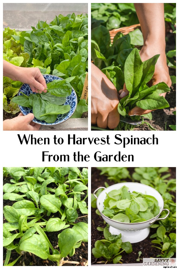 When to harvest spinach for maximum yields