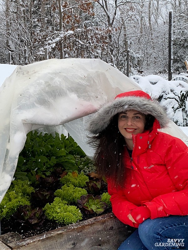 Growing lettuce in winter: Planting, growing & protecting winter lettuce