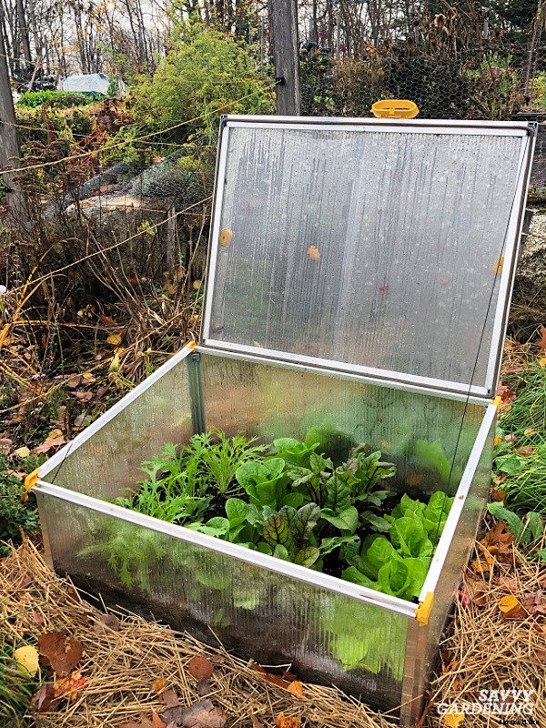 Growing lettuce in winter: Planting, growing & protecting winter lettuce