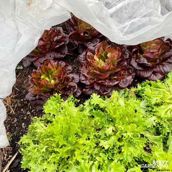 Growing lettuce in winter: Planting, growing & protecting winter lettuce