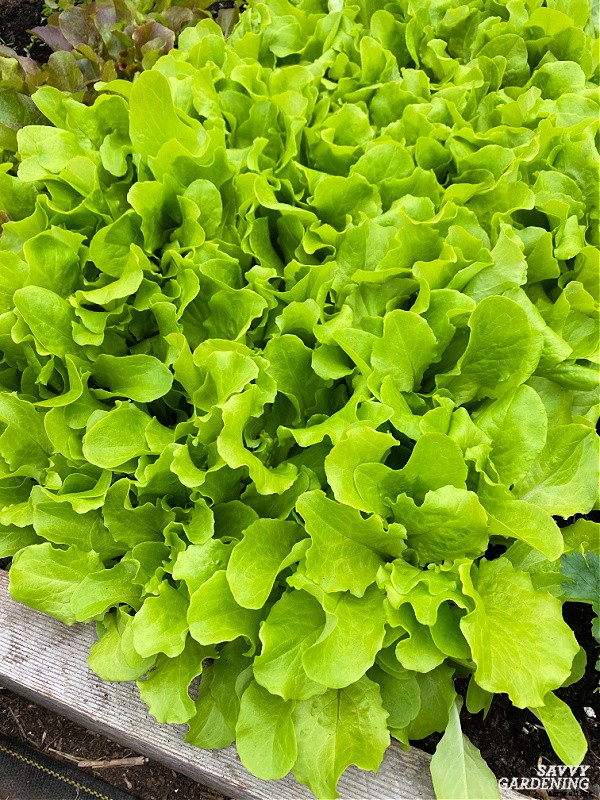 Growing lettuce in winter: Planting, growing & protecting winter lettuce