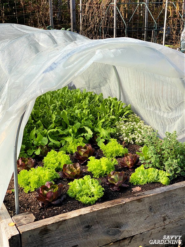 Growing lettuce in winter: Planting, growing & protecting winter lettuce