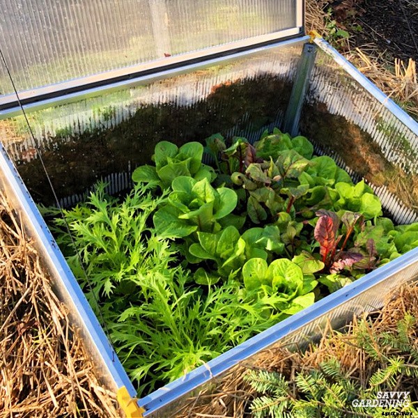 Growing lettuce in winter: Planting, growing & protecting winter lettuce