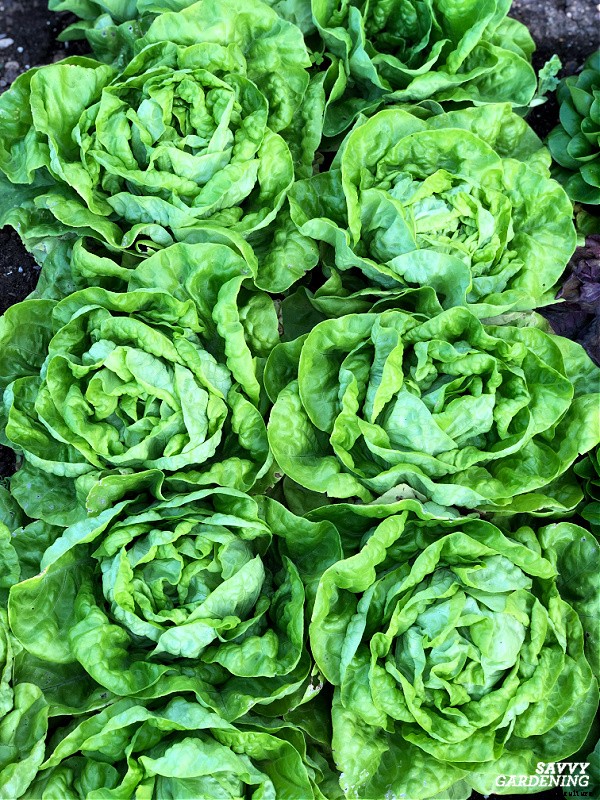 Growing lettuce in winter: Planting, growing & protecting winter lettuce