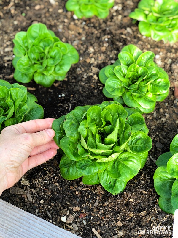 Growing lettuce in winter: Planting, growing & protecting winter lettuce
