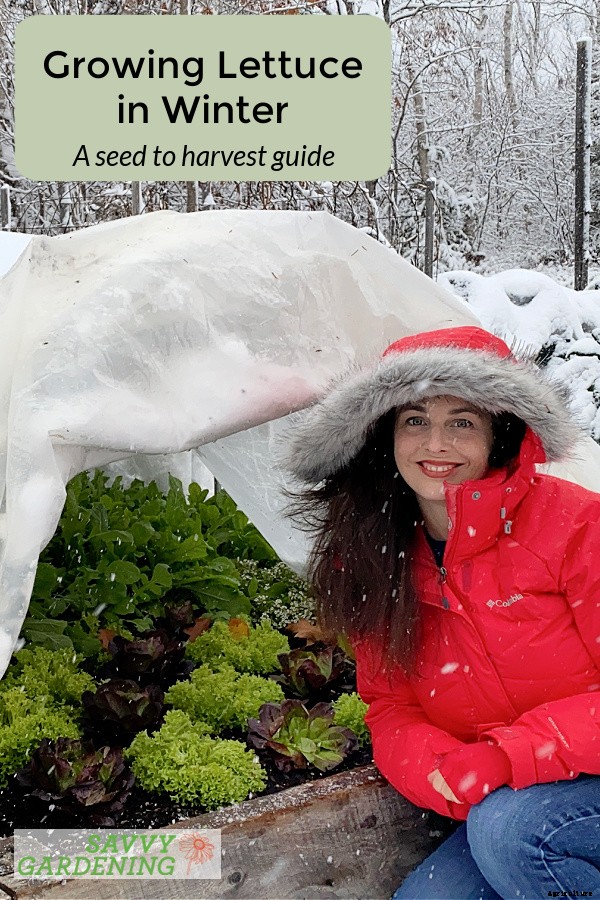 Growing lettuce in winter: Planting, growing & protecting winter lettuce