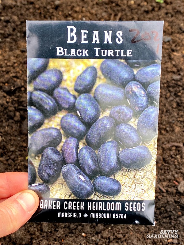 Growing black beans: A seed to harvest guide