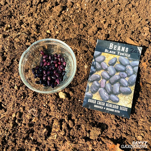 Growing black beans: A seed to harvest guide