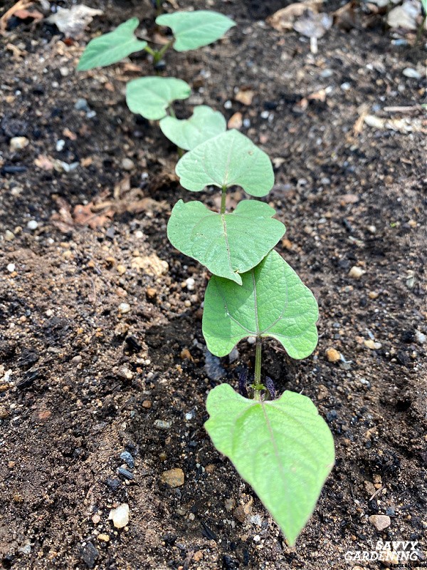 Growing black beans: A seed to harvest guide