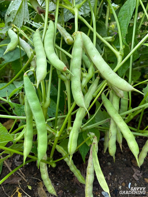 Growing black beans: A seed to harvest guide