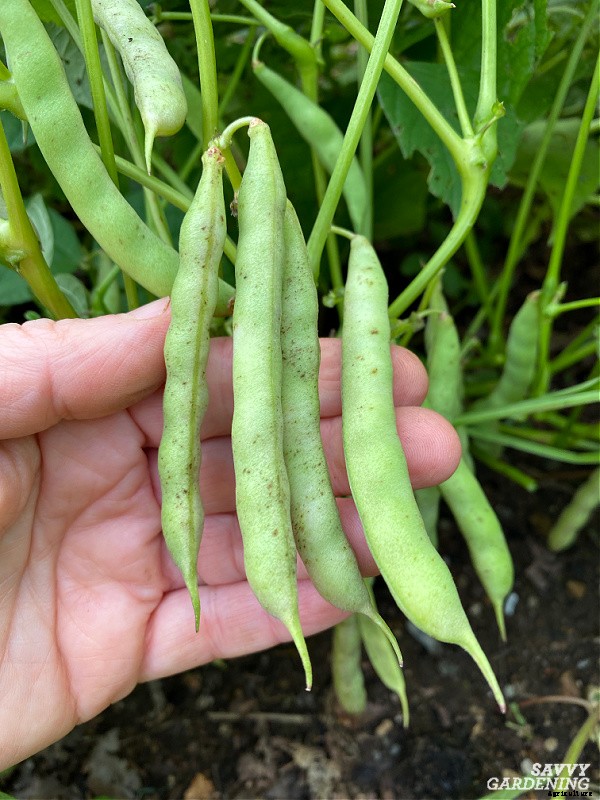 Growing black beans: A seed to harvest guide