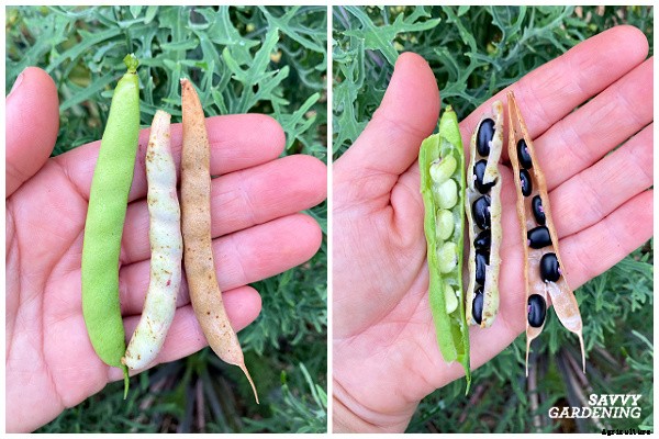 Growing black beans: A seed to harvest guide