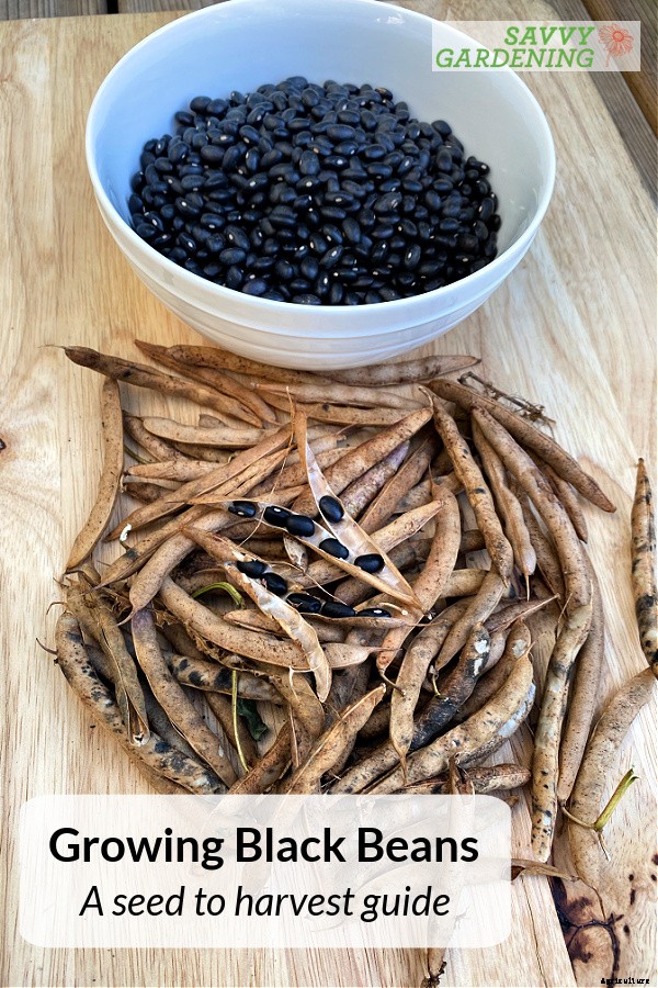 Growing black beans: A seed to harvest guide