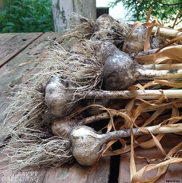Garlic varieties: Choosing the types of garlic to grow in your garden