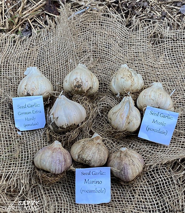 Garlic varieties: Choosing the types of garlic to grow in your garden