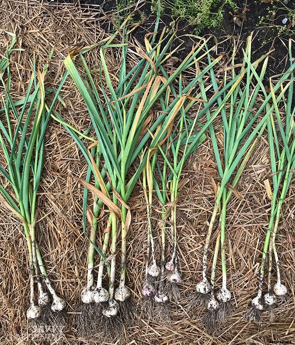 Garlic varieties: Choosing the types of garlic to grow in your garden