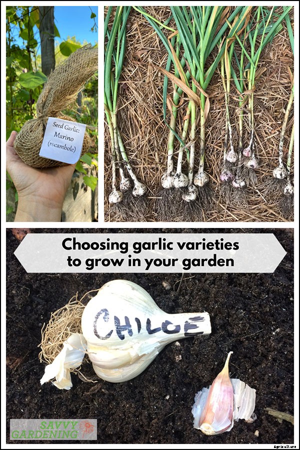 Garlic varieties: Choosing the types of garlic to grow in your garden