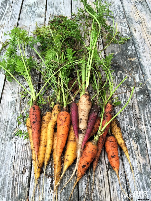 Rainbow carrots: The best red, purple, yellow and white varieties to grow