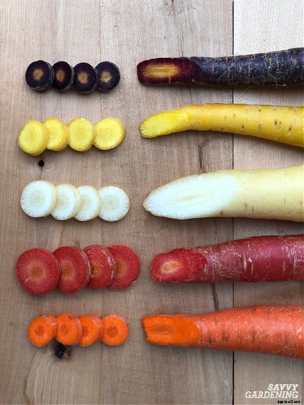 Rainbow carrots: The best red, purple, yellow and white varieties to grow